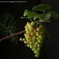 Buy canvas prints of Large bunch of many redcurrants growing by Rhys Leonard