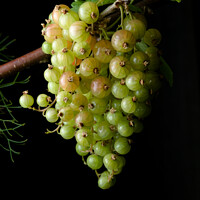Buy canvas prints of Portrait hanging bunch of ripening red currants by Rhys Leonard