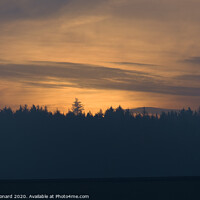 Buy canvas prints of Amber glow at dusk, just after sunset, behind a coniferous forest by Rhys Leonard