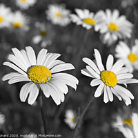Buy canvas prints of Patch of shasta daisies in Black and white color pop by Rhys Leonard