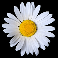 Buy canvas prints of A single shasta daisy flower on a pure black backg by Rhys Leonard