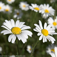 Buy canvas prints of Patch of shasta daisies and a little white spider. by Rhys Leonard