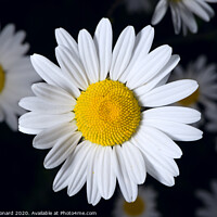 Buy canvas prints of Group of shasta daisies on a dark background by Rhys Leonard