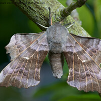 Buy canvas prints of Large poplar hawk moth by Rhys Leonard