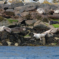 Buy canvas prints of Seals on rocks off the west coast of the Isle of Raasay by Rhys Leonard