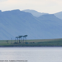 Buy canvas prints of Odd trees, part of the Raasay House Hotel grounds by Rhys Leonard