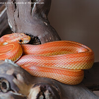 Buy canvas prints of Bright orange pet corn snake by Rhys Leonard