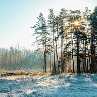 Buy canvas prints of frost onset by Maria Galushkina