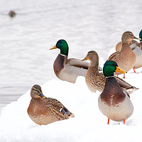 Buy canvas prints of winter beaching of Mallard ducks by Maria Galushkina