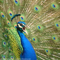 Buy canvas prints of peacock, showing off  by kayden woodthorpe