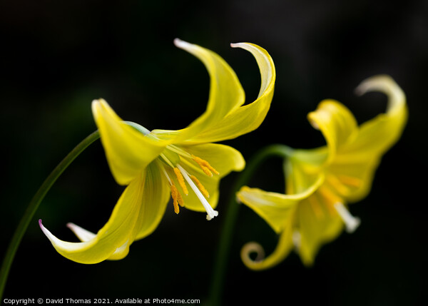 The Fragile Elegance of a Dogs Tooth Violet Picture Board by David Thomas