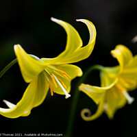 Buy canvas prints of The Fragile Elegance of a Dogs Tooth Violet by David Thomas