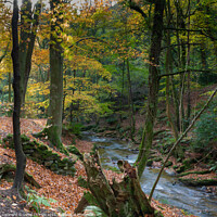 Buy canvas prints of Enchanted Autumn Stream by David Thomas