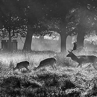 Buy canvas prints of Misty Morning Deer by David Thomas