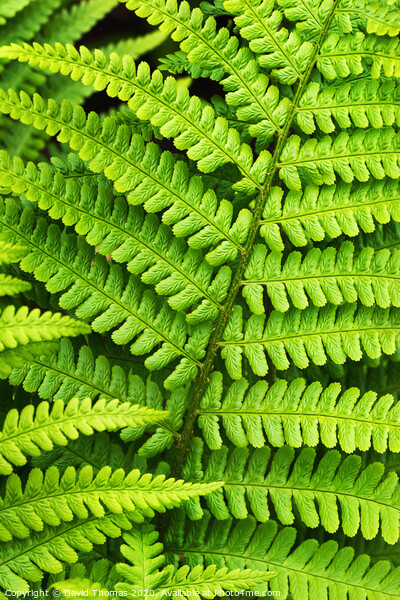 Lush Green Fern foliage Picture Board by David Thomas