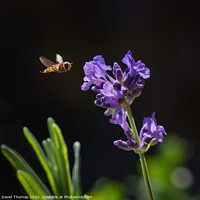Buy canvas prints of Enchanting Hover Fly in Action by David Thomas