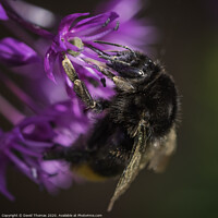 Buy canvas prints of Bee's Pollination Dance by David Thomas