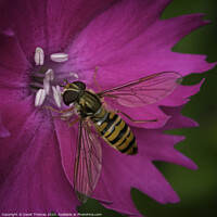 Buy canvas prints of Beauty in Pollination by David Thomas