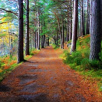 Buy canvas prints of Caledonian Pine Track by Philip Hawkins