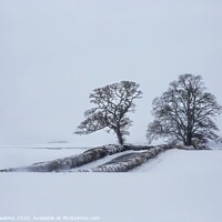 Buy canvas prints of The Trows trees in snow by Philip Hawkins