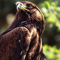 Buy canvas prints of Close up of a Golden Eagle by Philip Hawkins