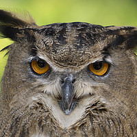 Buy canvas prints of The Owl by Steve Furst