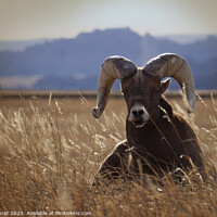 Buy canvas prints of A big horned sheep basking in the sun by Steve Furst
