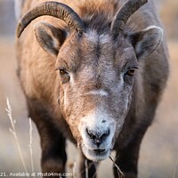 Buy canvas prints of A close up of a bighorn sheep by Steve Furst