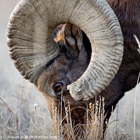 Buy canvas prints of A big horn sheep grazing in a field Badlands South by Steve Furst