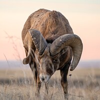 Buy canvas prints of A Bighorn stare down. by Steve Furst