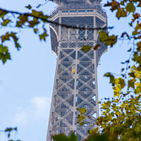 Buy canvas prints of The Eiffel Tower between branches by Vicente Sargues