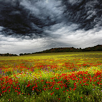 Buy canvas prints of Colorful fields 1 by Vicente Sargues