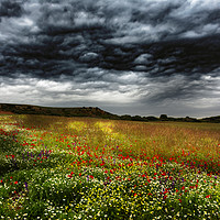Buy canvas prints of Colorful fields 2 by Vicente Sargues