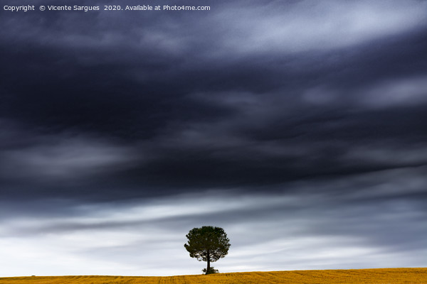The tree under the storm Picture Board by Vicente Sargues