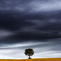 Buy canvas prints of The tree under the storm by Vicente Sargues