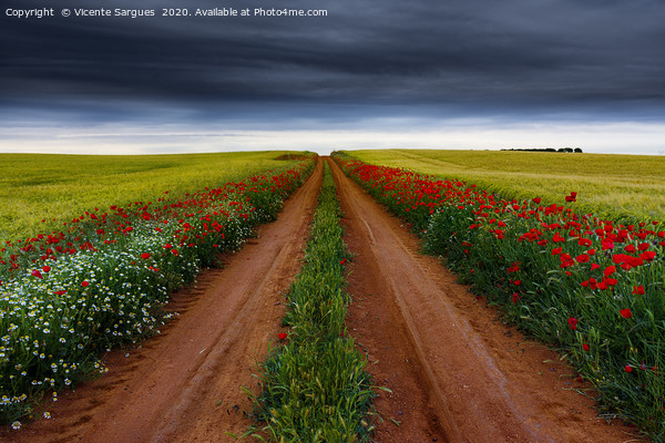 Path between flowers and fields Picture Board by Vicente Sargues