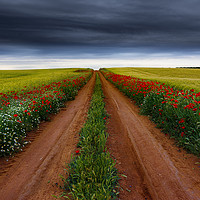 Buy canvas prints of Path between flowers and fields by Vicente Sargues