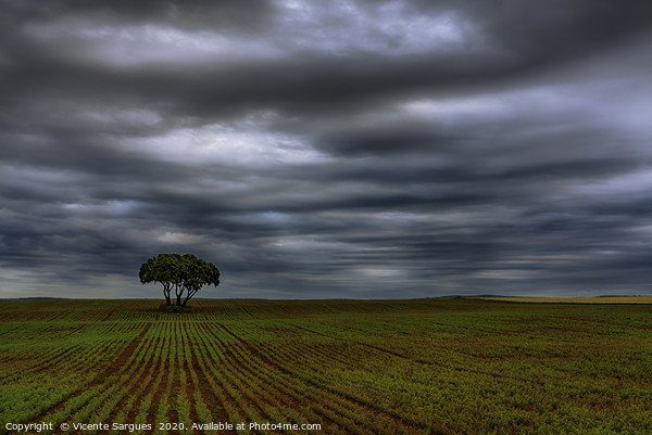 Field and storm Picture Board by Vicente Sargues