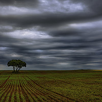Buy canvas prints of Field and storm by Vicente Sargues
