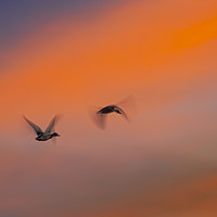 Buy canvas prints of Flying ducks by Vicente Sargues
