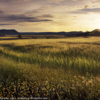 Buy canvas prints of Cereal field at sunset by Vicente Sargues