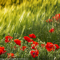 Buy canvas prints of Poppies and spikes by Vicente Sargues