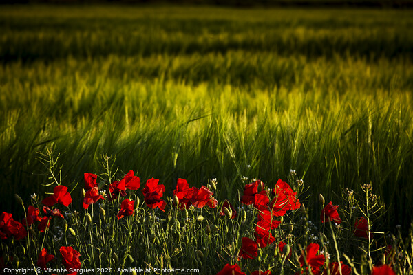Cereal field and poppies Picture Board by Vicente Sargues