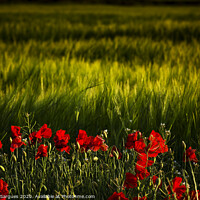 Buy canvas prints of Cereal field and poppies by Vicente Sargues