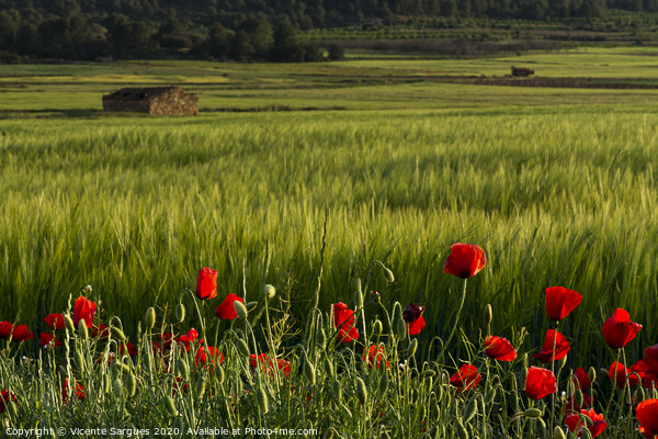 Poppies and fields with shepherd house Picture Board by Vicente Sargues