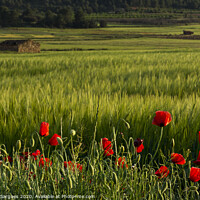 Buy canvas prints of Poppies and fields with shepherd house by Vicente Sargues
