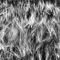 Buy canvas prints of Cereal spikes. BW by Vicente Sargues