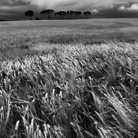 Buy canvas prints of Cereal field and trees. Vertical. BW by Vicente Sargues