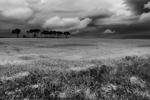 Field with poppies and trees. Black and white Picture Board by Vicente Sargues