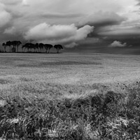 Buy canvas prints of Field with poppies and trees. Black and white by Vicente Sargues